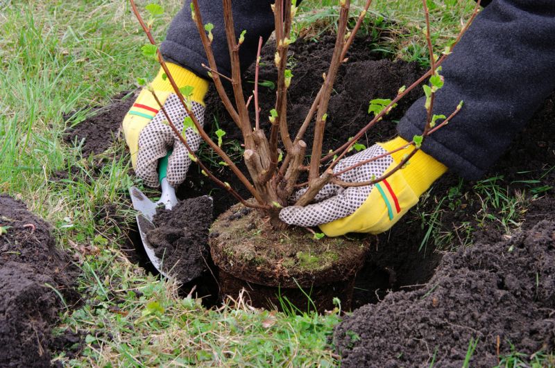 Shrub Watering detail